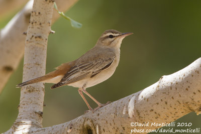 Rufous Bush Robin (Cercotrichas galactotes)(ssp. syriaca)_Birecik (Turkey)