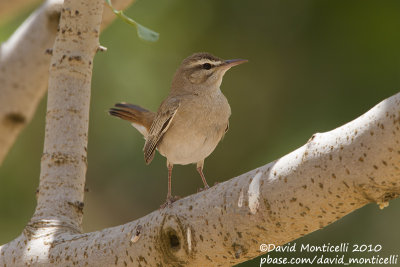 Rufous Bush Robin (Cercotrichas galactotes)(ssp. syriaca)_Birecik (Turkey)