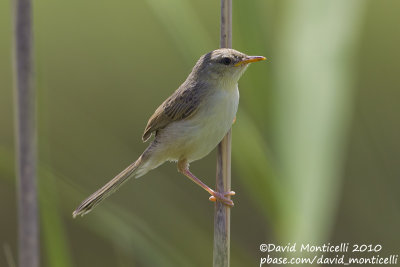 Graceful Prinia (Prinia gracilis)(juv.)_Birecik (Turkey)