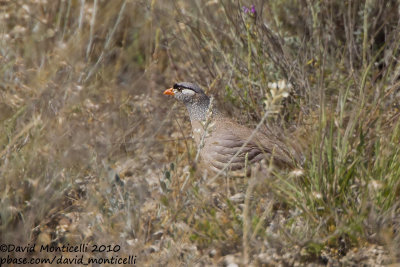 See See Partridge (Ammoperdix griseogularis)(ad. male)_Birecik (Turkey)