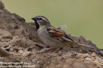 Dead Sea Sparrow (Passer moabiticus)(ad. male)_Birecik (Turkey)