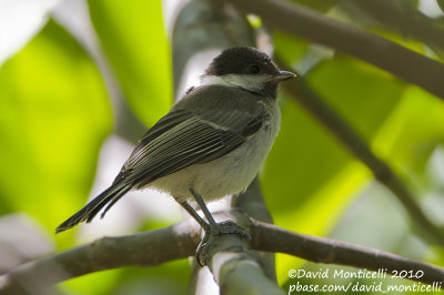 Sombre Tit (Poecile lugubris)_Yesilce, west of Gaziantep (Turkey)