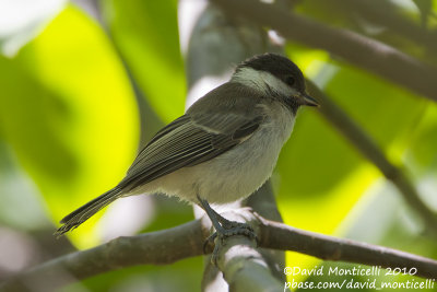 Sombre Tit (Poecile lugubris)_Yesilce, west of Gaziantep (Turkey)