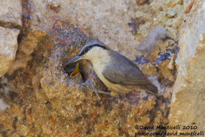 Rock Nuthatch (Sitta neumayer)(ad.)_Yesilce, west of Gaziantep (Turkey)