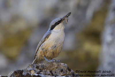 Rock Nuthatch (Sitta neumayer)(ad.)_Yesilce, west of Gaziantep (Turkey)