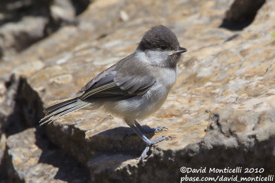 Sombre Tit (Poecile lugubris)_Yesilce, west of Gaziantep (Turkey)