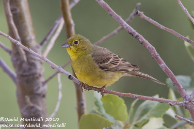 Cinereous Bunting (Emberiza cineracea)(ssp. semenowi)(ad. male)_Nemrut Dagi, Malatya (Eastern Turkey)