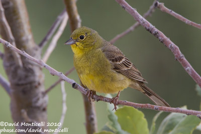 Cinereous Bunting (Emberiza cineracea)(ssp. semenowi)(ad. male)_Nemrut Dagi, Malatya (Eastern Turkey)