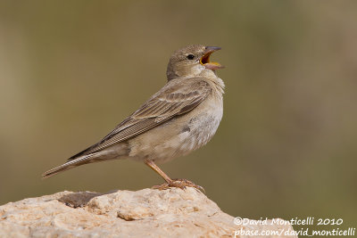 Pale Rock Sparrow (Carpospiza brachydactyla)_Nemrut Dagi, Malatya (Eastern Turkey)