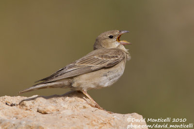 Pale Rock Sparrow (Carpospiza brachydactyla)_Nemrut Dagi, Malatya (Eastern Turkey)