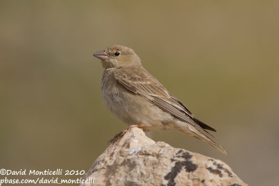 Pale Rock Sparrow (Carpospiza brachydactyla)_Nemrut Dagi, Malatya (Eastern Turkey)