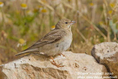 Pale Rock Sparrow (Carpospiza brachydactyla)_Nemrut Dagi, Malatya (Eastern Turkey)