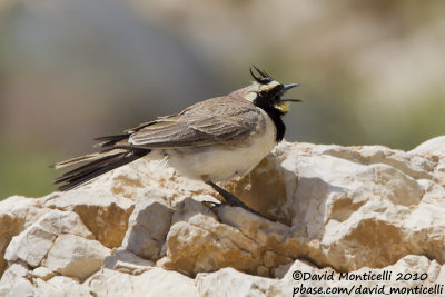 Horned Lark (Eremophila alpestris)_Nemrut Dagi, Malatya (Eastern Turkey)