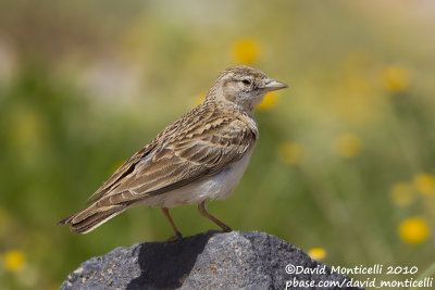 Short-toed Lark (Calandrella brachydactyla)_east of Diyarbakir (Eastern Turkey)