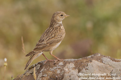 Lesser Short-toed Lark (Calandrella rufescens)_east of Diyarbakir (Eastern Turkey)
