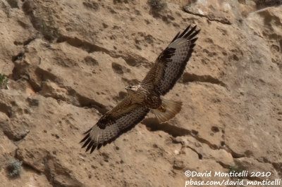 Long-legged Buzzard (Buteo rufinus)(ad.)_Gaziantep (Turkey)