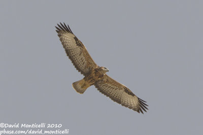 Steppe Buzzard (Buteo buteo)(ssp. vulpinus)(ad.)_Gaziantep (Turkey)