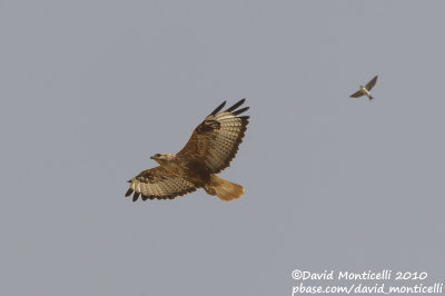 Long-legged Buzzard (Buteo rufinus)(ad.)_Birecik (Turkey)