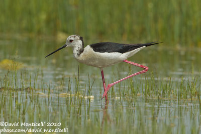 Black-winged Stilt (Himantopus himantopus)_Van Marshes, Van (Eastern Turkey)