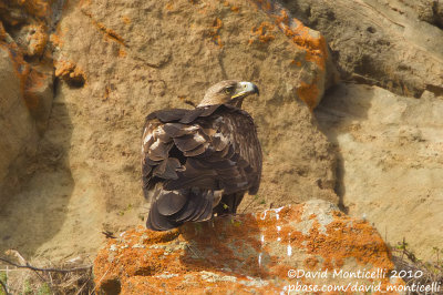 Golden Eagle (Aquila chrysaetos)(ad.)_Van Hills, Van (Eastern Turkey)