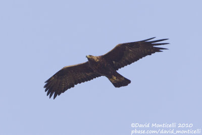 Golden Eagle (Aquila chrysaetos)(ad.)_Van Hills, Van (Eastern Turkey)
