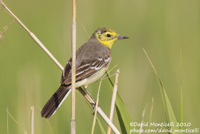 Citrine Wagtail (Motacilla citreola)(ssp. werae)(ad. female)_Lake Van, Van (Eastern Turkey)