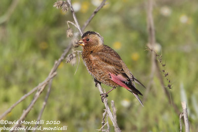 Eastern Crimson-winged Finch (Rhodopechys sanguineus)(ssp. sanguineus)(ad. male)_Serpmetas, Van (Eastern Turkey)