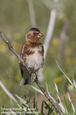 Eastern Crimson-winged Finch (Rhodopechys sanguineus)(ssp. sanguineus)(ad. male)_Serpmetas, Van (Eastern Turkey)