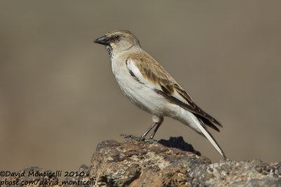 Snowfinch (Montifringilla nivalis)_Serpmetas, Van (Eastern Turkey)