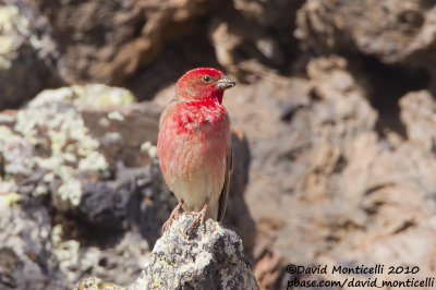 Common Rosefinch (Carpodacus erythrinus)(ad. male)_Serpmetas, Van (Eastern Turkey)