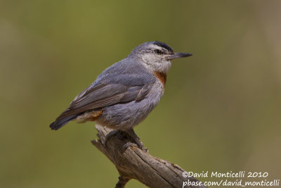 Krüper's Nuthatch (Sitta krueperi)(ad. male)_Silifke (Turkey)