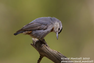Krüper's Nuthatch (Sitta krueperi)(ad. male)_Silifke (Turkey)