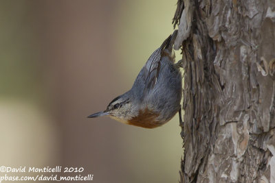 Krüper's Nuthatch (Sitta krueperi)(ad. male)_Silifke (Turkey)