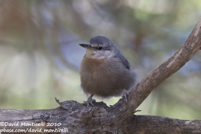 Krüper's Nuthatch (Sitta krueperi)(juv.)_Silifke (Turkey)