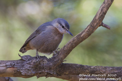 Krüper's Nuthatch (Sitta krueperi)(juv.)_Silifke (Turkey)