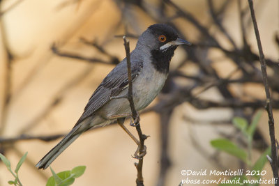 Rüppell's Warbler (Sylvia rueppelli)(ad. male)_Silifke (Turkey)