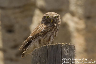 Little Owl (Athene noctua)_Silifke (Turkey)