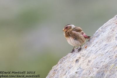 Eastern Crimson-winged Finch (Rhodopechys sanguineus)(ssp. sanguineus)(ad. male)_Aladag Mountains, Demirkazik (Turkey)