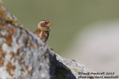 Eastern Crimson-winged Finch (Rhodopechys sanguineus)(ssp. sanguineus)(ad. male)_Aladag Mountains, Demirkazik (Turkey)