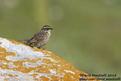 Raddess Accentor (Prunella ocularis)(ad. male)_Aladag Mountains, Demirkazik (Turkey)