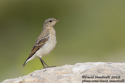 Northern Wheatear (Oenanthe oenanthe)(juv.)_Aladag Mountains, Demirkazik (Turkey)