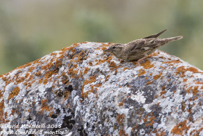 Rock Sparrow (Petronia petronia)_Aladag Mountains, Demirkazik (Turkey)