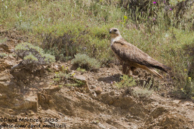 Long-legged Buzzard (Buteo rufinus)(ad.)_Aladag Mountains, Demirkazik (Turkey)