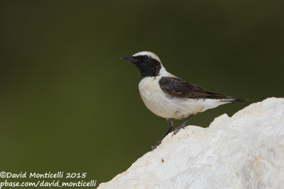 Bird trips to Turkey and Cyprus (May 2010 & June 2015) 