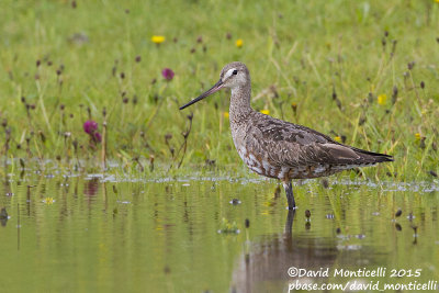 Hudsonian Godwit (Limosa haemastica)(ad. male)_Kilmurvy (Inishmore), Aran Islands_Galway (Ireland)