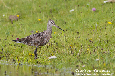 Hudsonian Godwit (Limosa haemastica)(ad. male)_Kilmurvy (Inishmore), Aran Islands_Galway (Ireland)