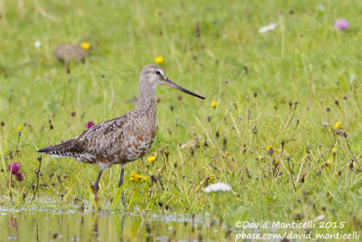 Hudsonian Godwit (Limosa haemastica)(ad. male)_Kilmurvy (Inishmore), Aran Islands_Galway (Ireland)