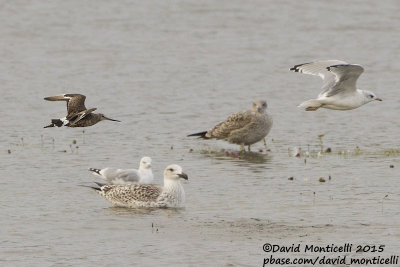 Hudsonian Godwit (Limosa haemastica)(ad. male)_Kilmurvy (Inishmore), Aran Islands_Galway (Ireland)