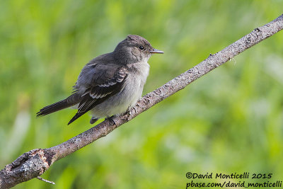Eastern Wood-Pewee (Contopus virens)_Ribeira de Poço de Agua (Corvo)