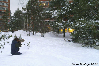 Finland - Photographing a male Capercaillie near Helsinki